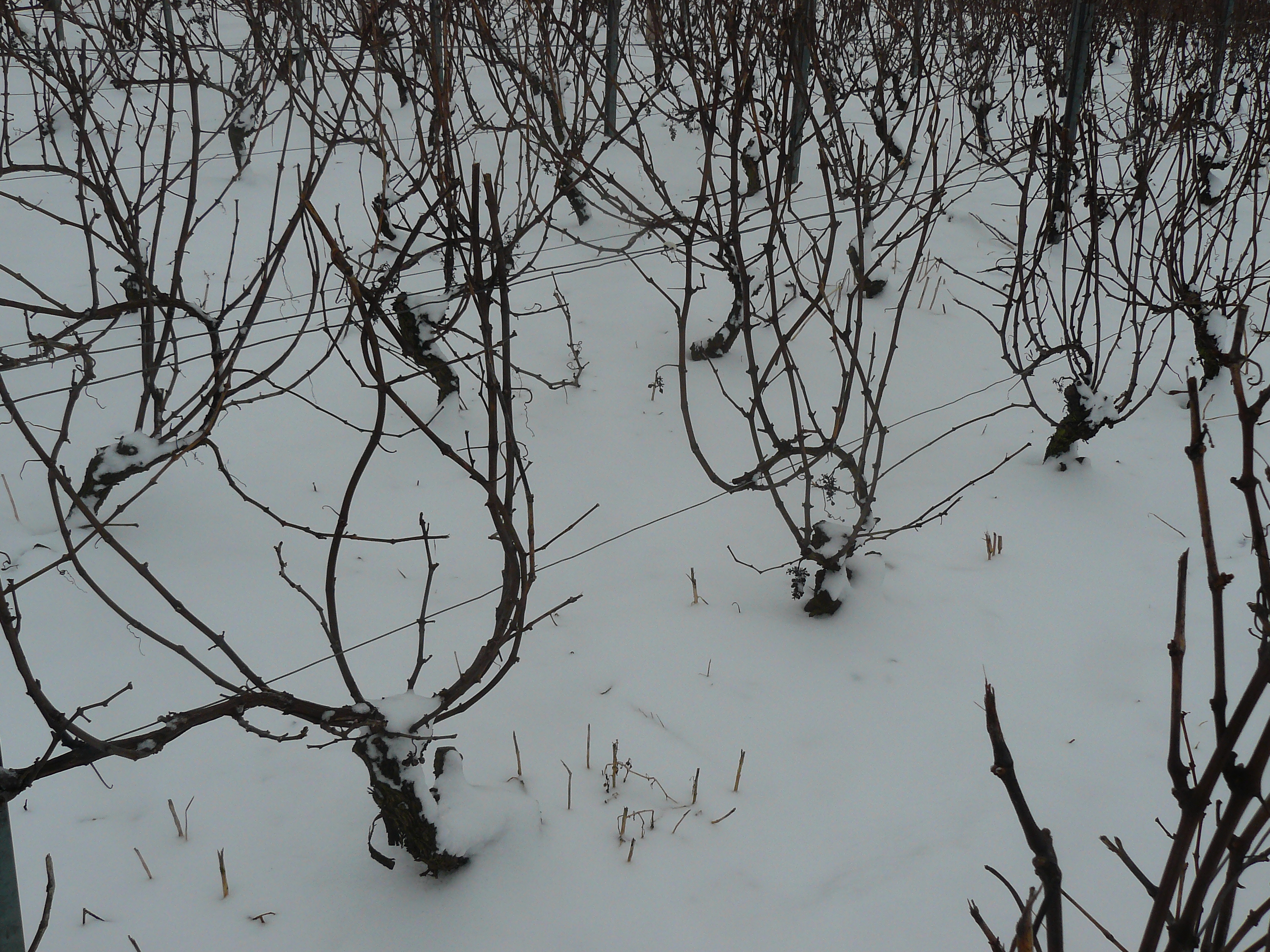 vigne en hiver